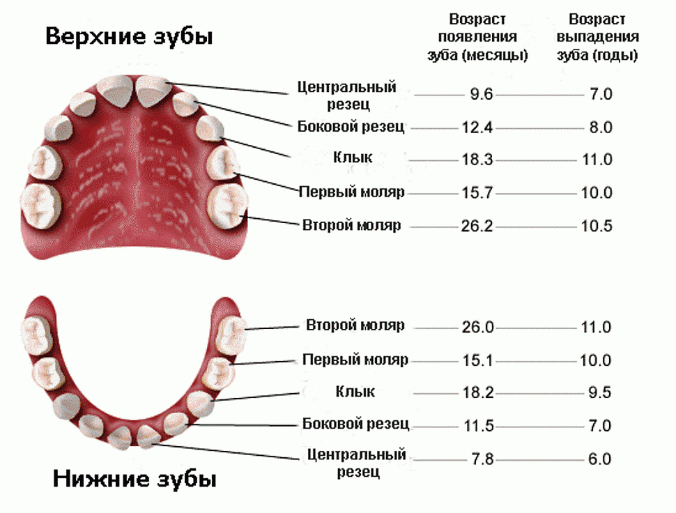 Сроки прорезывание молочных и постоянных зубов у детей - таблица Комфорт