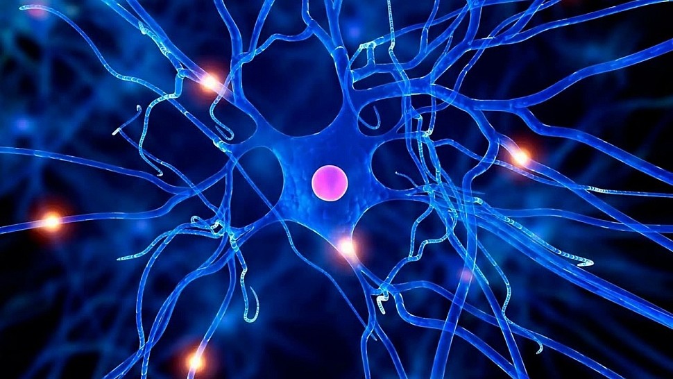 Можно ли восстановить нервные клетки?